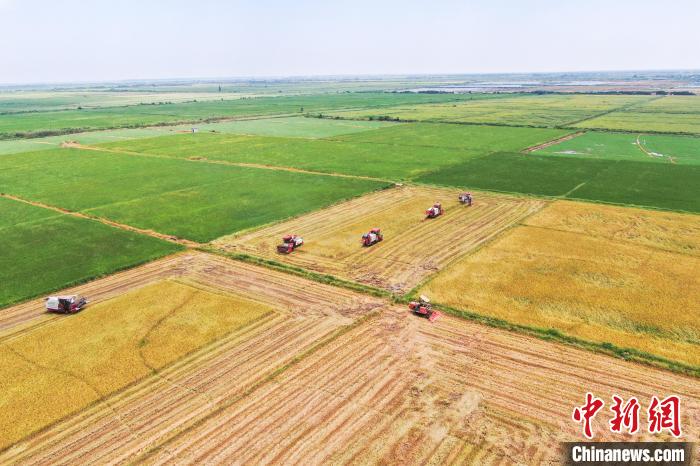 圖為在南昌縣大田農(nóng)社，收割機正在收割早稻。　劉力鑫 攝