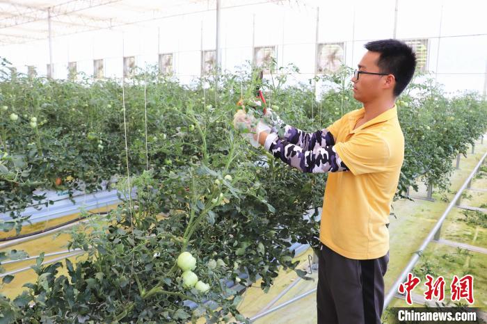 圖為在紅谷灘區(qū)元宇宙·VR數(shù)字農(nóng)業(yè)示范基地七彩番茄培育車間內(nèi)，農(nóng)業(yè)技術(shù)員正在對番茄植株進行修剪?！⌒苠\陽 攝