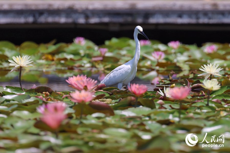 白鷺在睡蓮盛開(kāi)的池塘中流連。人民網(wǎng)記者 陳博攝 白鷺在睡蓮盛開(kāi)的池塘中流連。人民網(wǎng)記者 陳博攝