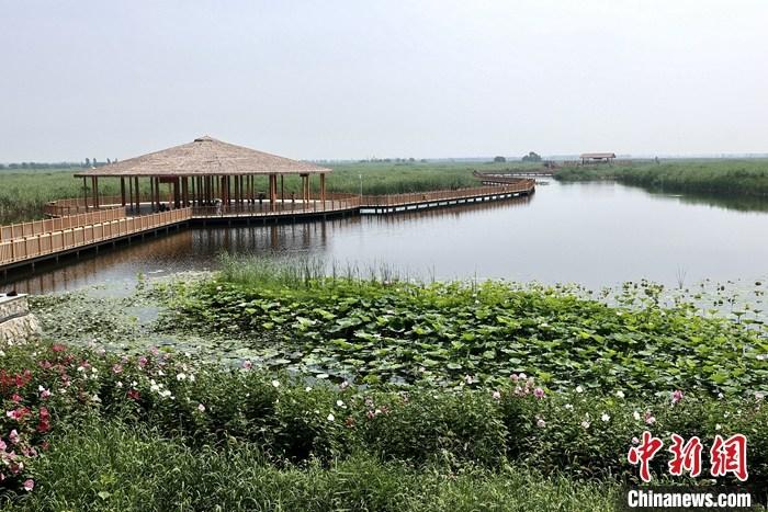 從完成頂層設計到如火如荼大規(guī)模建設，六年來，雄安新區(qū)如春天的竹子一般拔節(jié)生長，這座承載千年大計的“未來之城”已雄姿初顯。從“一張白紙”開始著墨，如今的雄安新區(qū)已是濃墨重彩的“山水畫”。<a target='_blank' href='/'>中新社</a>記者近日走訪了雄安新區(qū)多地，從“藍綠金”三色感受這座“未來之城”的巨大變化。圖為7月20日，河北白洋淀上荷花滿淀、蘆花搖曳。 <a target='_blank' href='/'>中新社</a>記者 易海菲 攝