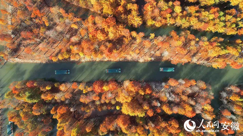 寧國落羽紅杉林。人民網(wǎng) 郭昊攝